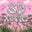 SD XOTIC logo